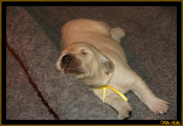 comprar golden retriever villa ellie